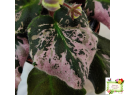 Mac's Jubilant Jamboree (G.McDonald) (Макс Джубилэнт Джэмбори)