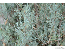 Можжевельник Пэтфиндер - Pathfinder