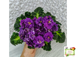 ЛФ-Лилия (Л. Федосеева) 2019 г.