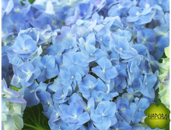 ГОРТЕНЗИЯ КРУПНОЛИСТНАЯ "Форевер енд Евер Блю" (Forever & Ever Blue)  (ЦВЕТЕТ НА ПОБЕГАХ НОВОГО ГОДА!) С2