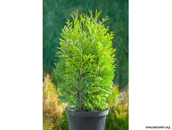 Туя Тип Топ - Thuja Tip Top