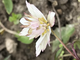 Anemone nemorosa Explosion