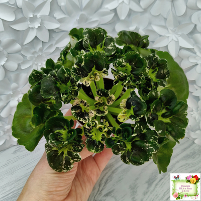 МТ-Кокилье (М. Тотиева) 2023 г.