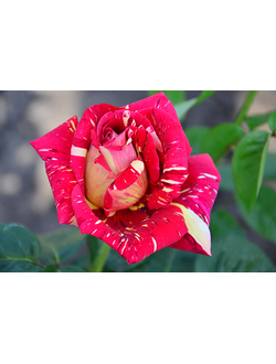 Купить 18 Роз В Орле