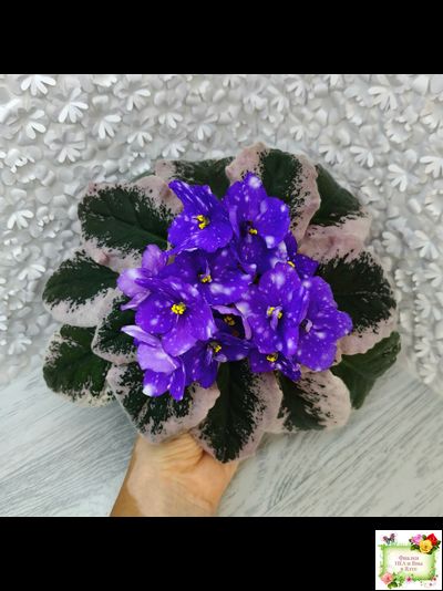 Rivermist Heavenly (J. Baker) (10985) NEW 05/21/2018