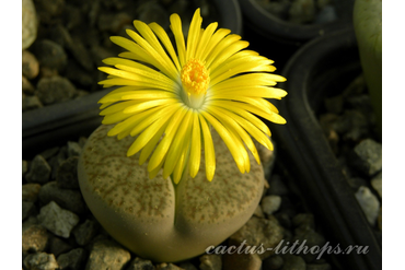 Lithops pseudotruncatella ssp.dendritica С072 (MG-1694)