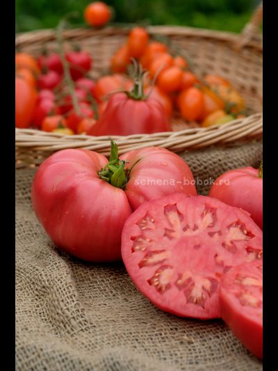 Томат Минусинский Безразмерный, 10 шт