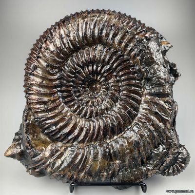 Аммонит, пирит, кальцит, полированный срез. С подставкой. Россия. 215*215*25мм