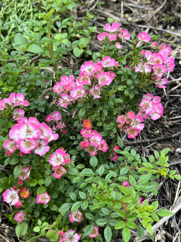 Роза "Кьюти Пай"