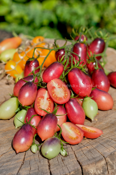 Томат Märchenfee (Сказочная фея), 10 шт