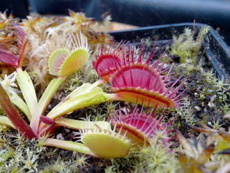 Dionaea muscipula "Degeneration"