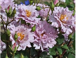 Кутюр Роз Тилия (Couture Rose Tilia) , Kawamoto .