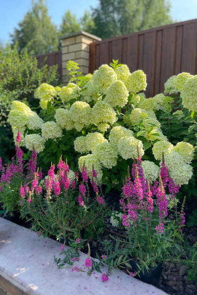 Гортензия метельчатая Limelight