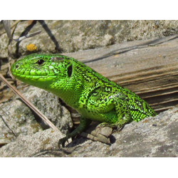 Прыткая ящерица (Lacerta agilis)