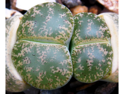 Lithops lesliei (Pietersburg form) C033 - 10 семян