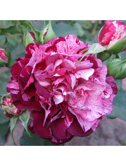 Нью Имэджин (New Imagine)