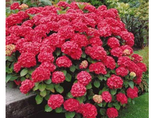 Гортензия крупнолистовая Альпенглюхен  2х летка горш.С1.5л