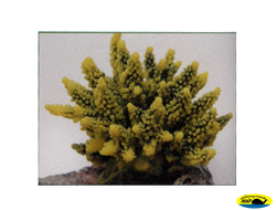 SH095GY Коралл пластиковый желто-зеленый 11,5*10*9см