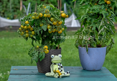 Micro Dwarf Fat Frog (Микрогном Жирная Лягушка), 10 шт