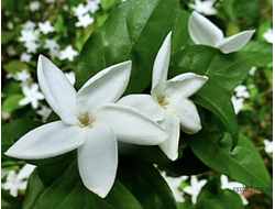 Psilanthus bengalensis / Псилантус Бенгальский