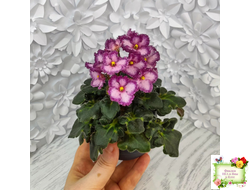 БР-Купец (Буркацкие) (гёрл-лист)