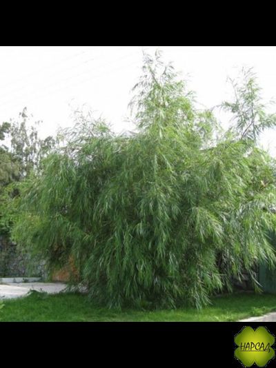 Ива &quot;Шверина Улучшенная&quot;