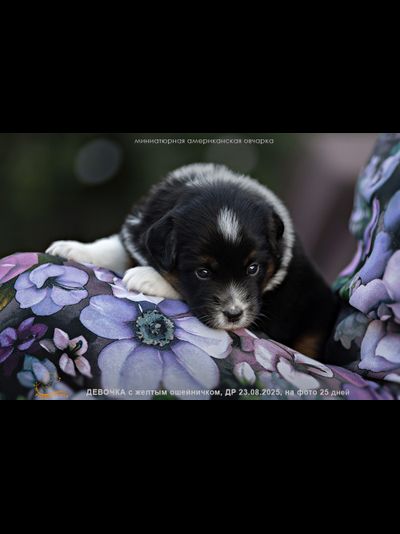 девочка ЖЕЛТЫЙ ошейничек Д-2025, mas