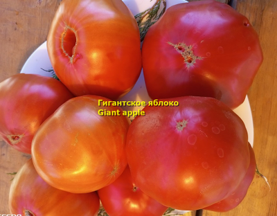 Томат Гигантское яблоко (Giant Apple, Сербия)