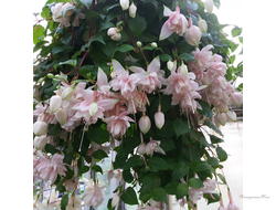 Фуксия ампельная Pink Marshmallow