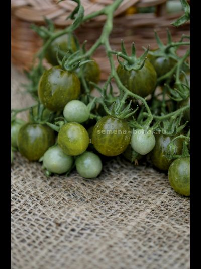 Томат Sister keyes (Систер Киз), 10 шт