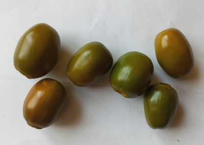 Перец острый Rocoto Mini Olive (Мини олива Рокото)