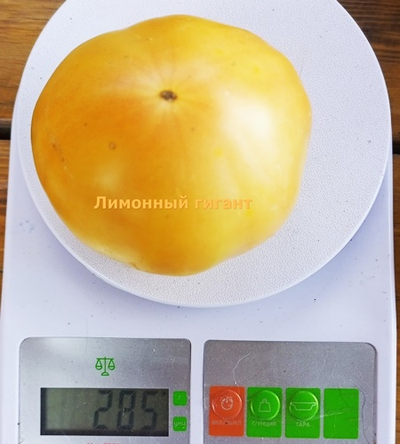Томат Гигант лимонный