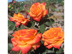 Моника (Monika), Ч\Г, Evers