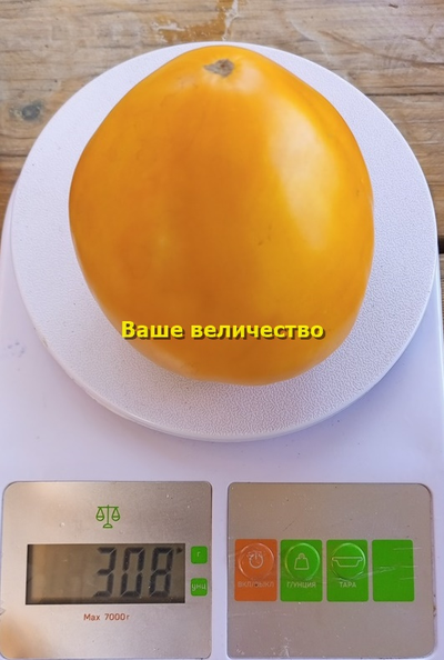 Томат Ваше величество