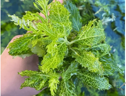 Синема (гигрофила изменчивая)