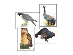 Модель-аппликация "Разнообразие высших хордовых 1. Пресмыкающиеся и птицы" (ламинированная)