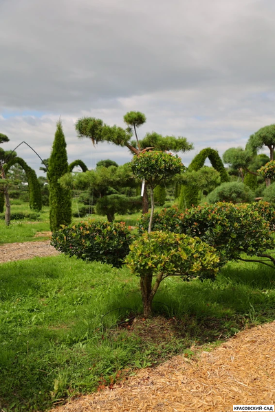Ниваки - Бонсай садовый Боярышник сливолистный