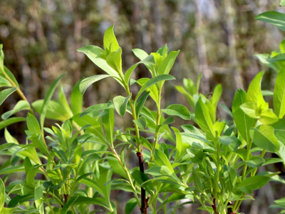 Ива тонкостолбиковая Mount Aso