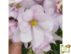 Hand Picked (V. Frathel) 07/05/1969 (мозаичник)