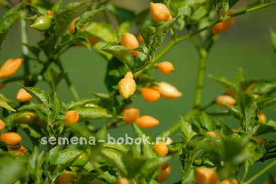 Перец острый Cabacinha Laranja, 10 шт