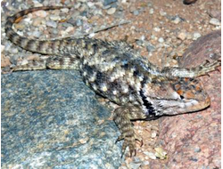 Игуана заборная пустынная (Sceloporus magister)