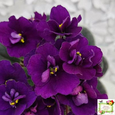 Jolly Prince (H.Pittman), #10462 (11/21/2011), DAVS 1731, TX Hyb