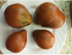 Томат Имбирный Пряник (Gingerbread, Греция)