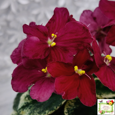 Mac's O'Scarlet O'Hara (G.McDonald) (Макс ОСкарлет Охара)