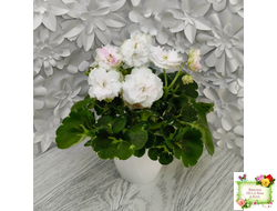 МТ-Кокилье (М. Тотиева) 2023 г.