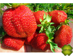 КЛУБНИКА "РУССКИЙ РАЗМЕР" (РЕМОНТАНТНАЯ, ВЫНОСЛИВАЯ, СЛАДКАЯ)