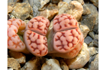 Lithops karasmontana 'mickbergensis'
 