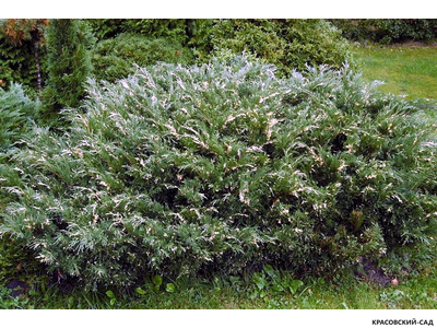 Можжевельник горизонтальный Андорра Варьегата - Andorra Variegata
