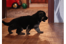 Гермионе 35 дней