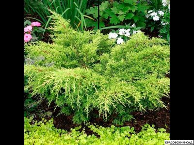 Можжевельник Голд Тип - Gold Tip